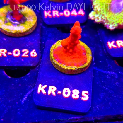 Montipora setosa ORA (06.12.2025) KR-085  3cm