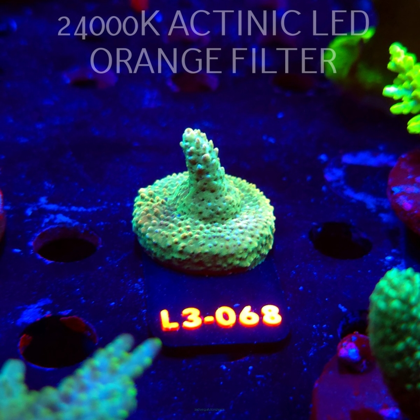 Acropora sp. PREMIUM AUSTRALIA (09.05.2026) L3-068  3cm