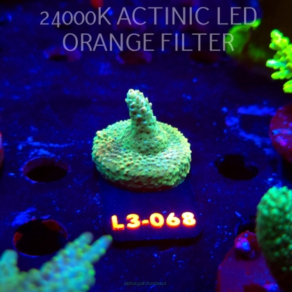 Acropora sp. PREMIUM AUSTRALIA (09.05.2026) L3-068  3cm