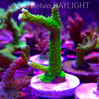 Acropora formosa TOXIC GREEN (10.09.2026) L3-031  8cm