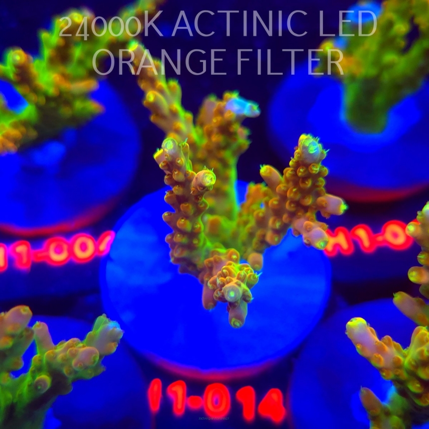 Acropora loripes GOLDEN JAWDROPPER (25.10.2025) H1-014  8cm