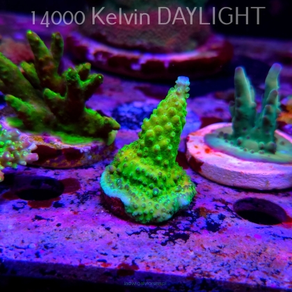 Acropora humilis GREEN AUSTRALIA (24.05.2025) L2-III-27  4cm