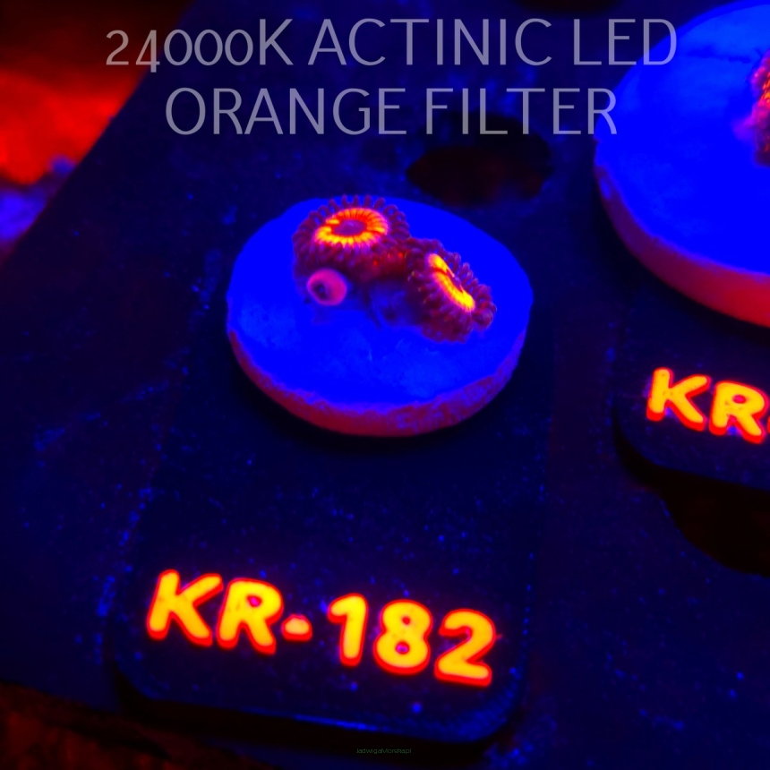 Zoanthus SONIC FLARE (17.01.2026) KR-182  4P