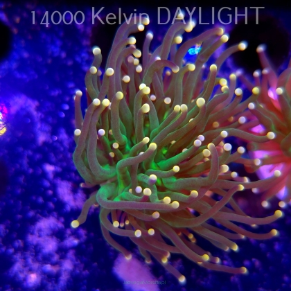 Euphyllia glabrescens Malaysian Miami Torch (13.06.2025)