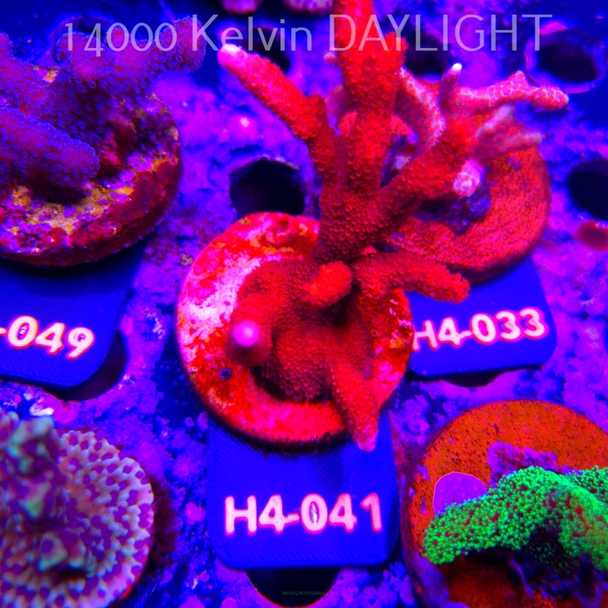 Montipora digitata RED (01.06.2026) H4-041  10cm