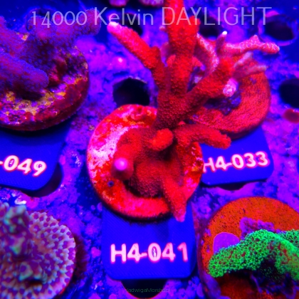 Montipora digitata RED (01.06.2026) H4-041  10cm