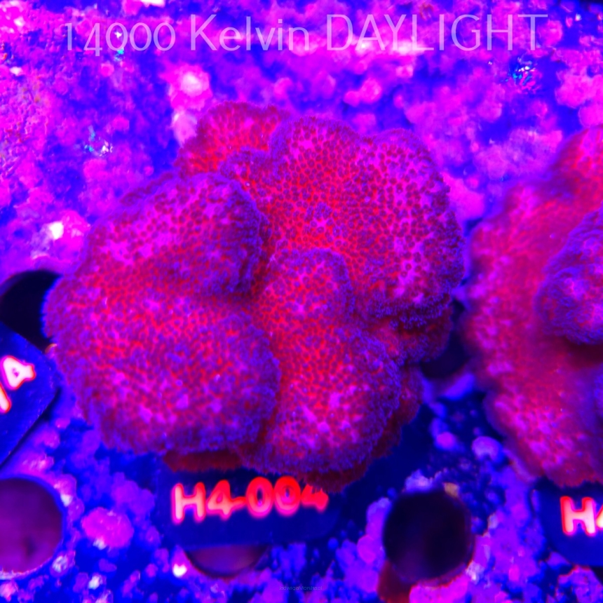 Pocillopora verrucosa PINK (01.06.2026) H4-004  7cm