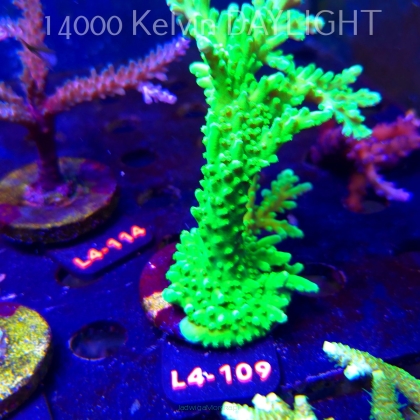 Acropora AUSTERA BANANA (20.05.2026) L4-109  12cm