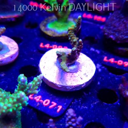Acropora sp. PREMIUM AUSTRALIA (20.05.2026) L4-071  5cm