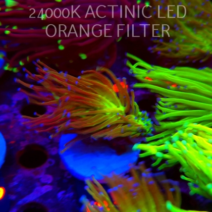 Euphyllia glabrescens TG TOXIC JOKER TORCH (01.09.2026) KR-170
