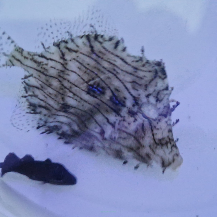 Chaetodermis penicilligerus rozmiar 12-13cm