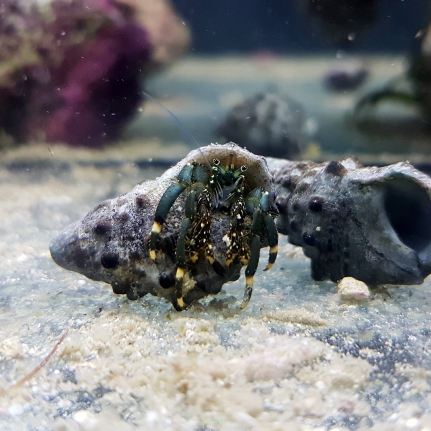 Clibanarius Tricolor krab pustelnik rozmiar 2 cm