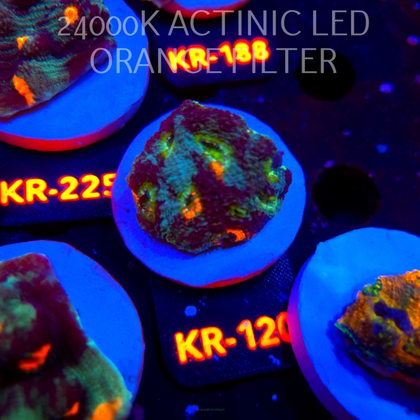 Acanthastrea ECHINATA AUSTRALIA RAINBOW SPECIAL (01.06.2026) KR-120  4cm