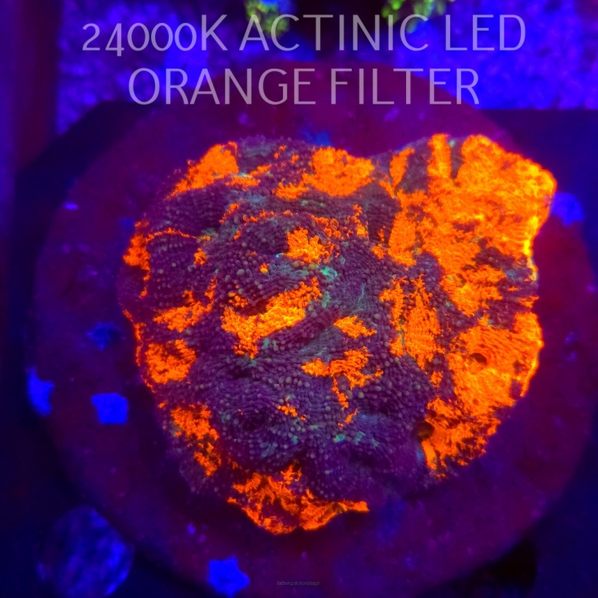 Acanthastrea ECHINATA AUSTRALIA ULTRA (20.02.2026)  10cm