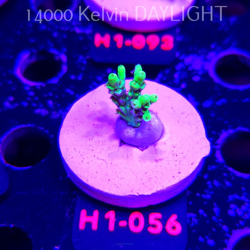 Acropora ACULEUS HIGHLIGHTER SSA (20.06.2026) H1-056  3cm