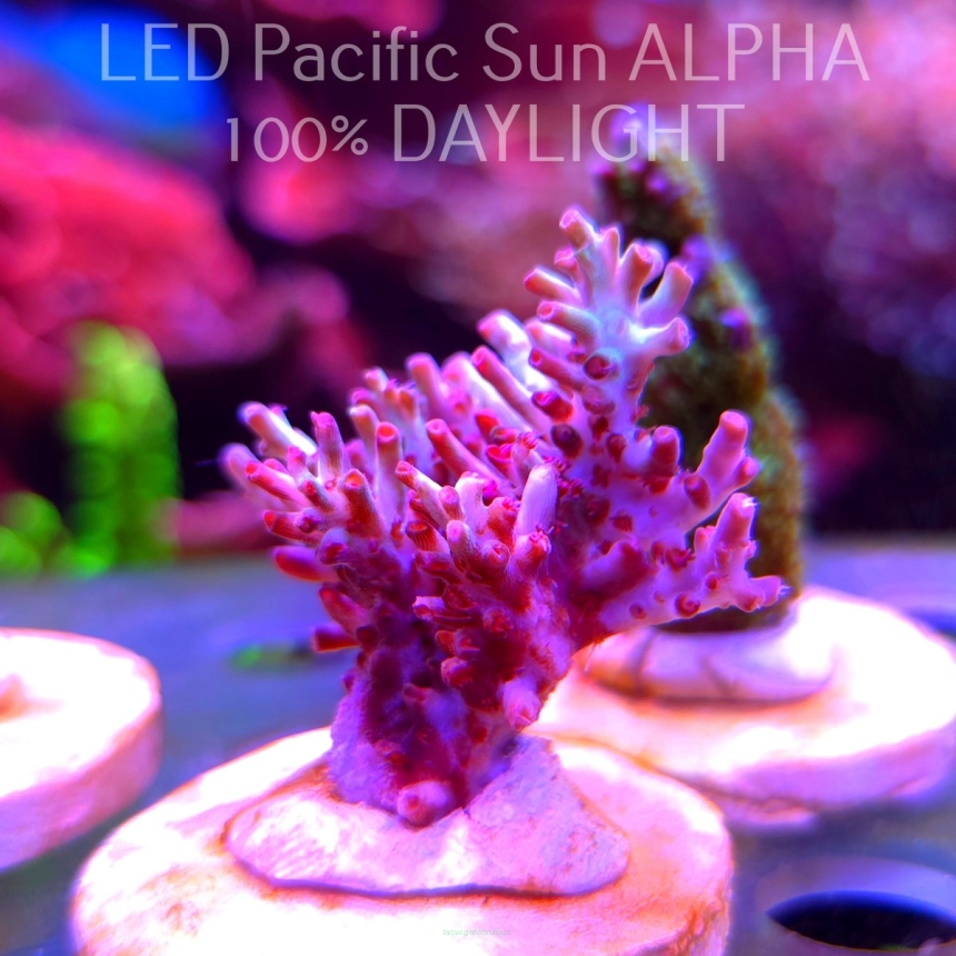   Acropora microclados JMC SIGNATURE STRAWBERRY SHORTCAKE PRIV (16.12.2024)  5cm