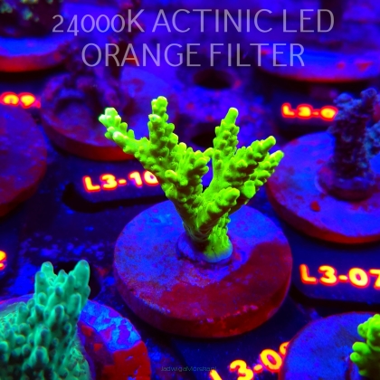 Acropora sp. PREMIUM AUSTRALIA (05.01.2026) L3-093  6cm