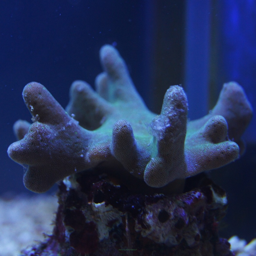 Lobophytum green