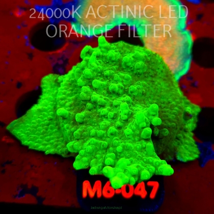 Acropora WWC Castells Banana (12.06.2026) M6-047  5cm