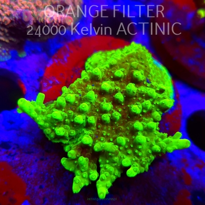 Acropora WWC Castells Banana (11.08.2025) MM6-II-27  6cm