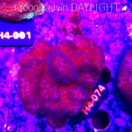 Pocillopora verrucosa PINK (01.06.2026) H4-074  7cm