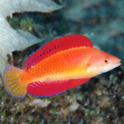 Cirrhilabrus rubripinnis 7 cm