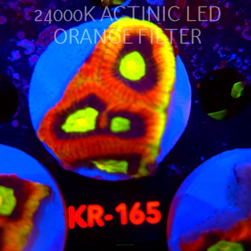 Favites complanata OG DRAGON SOUL (08.08.2026) KR-165  5cm