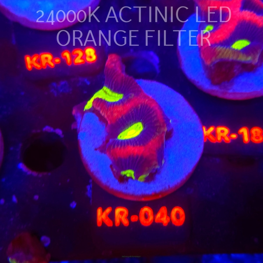 Favites complanata OG DRAGON SOUL (21.02.2026) KR-040  5cm