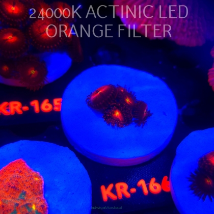 Zoanthus ALIEN EXPLOSION (22.01.2026) KR-166  5P