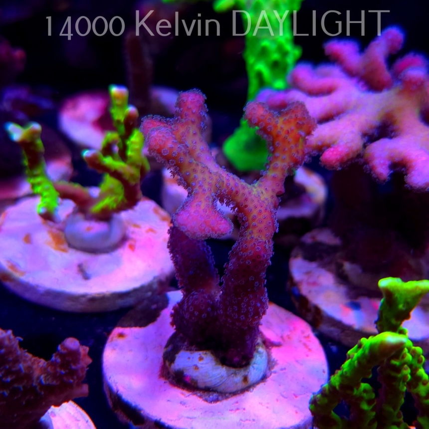 Pocillopora sp. FIJI PINK (20.03.2025) L1-II-24  8cm