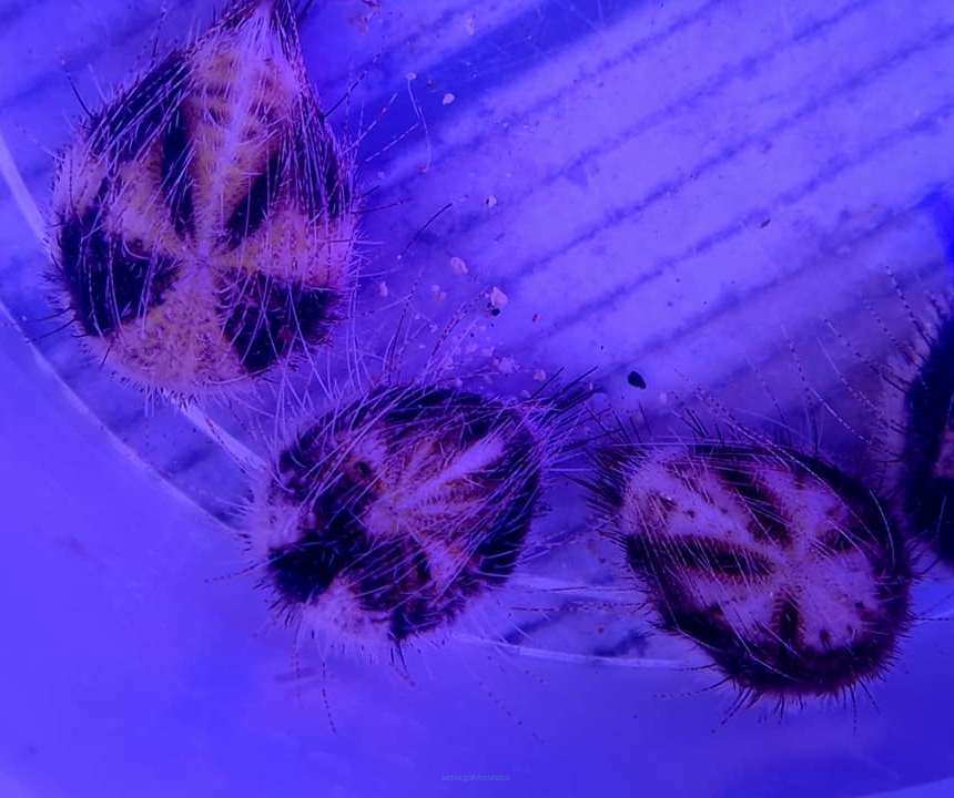 Maretia planulata jeżowiec sand dollar 4-5cm