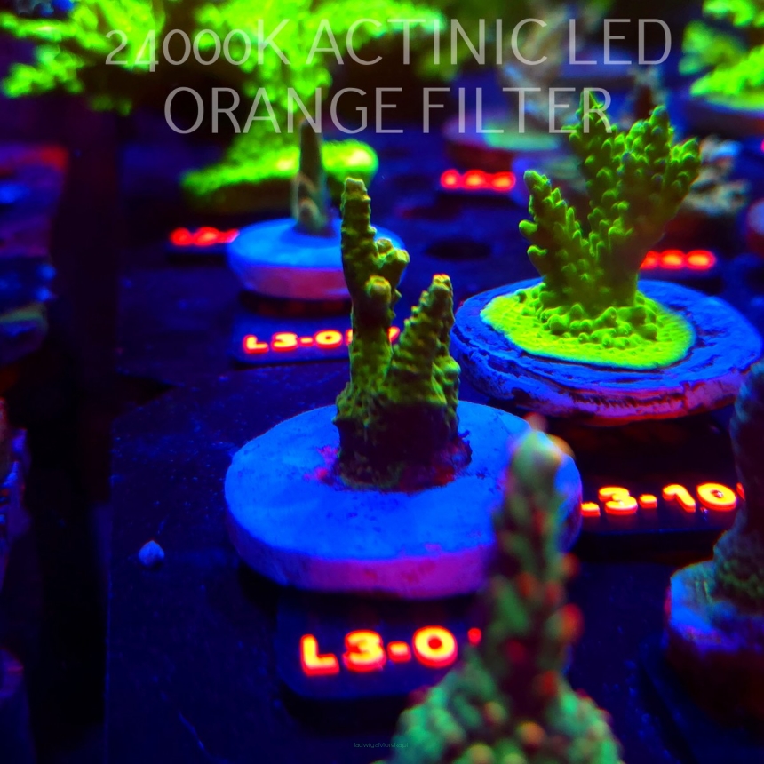 Acropora MILLEPORA SUNSET  (08.05.2026) L3-011  4cm
