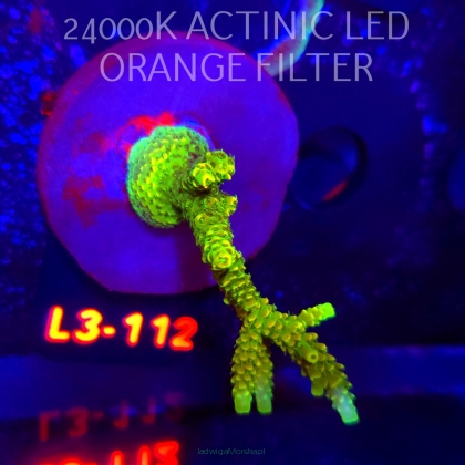 Acropora MILLEPORA SUNSET  (04.01.2026) L3-112  8cm