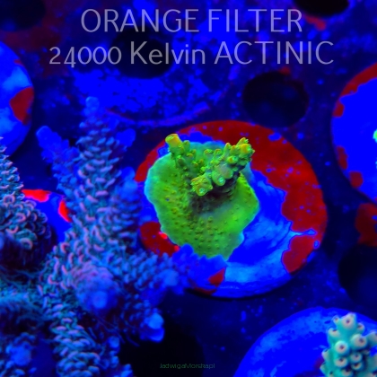 Acropora RR RAINBOW LOOM (19.06.2025) L3-III-24  4cm