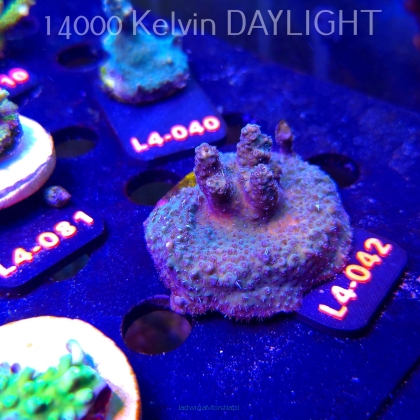 Acropora sp. PREMIUM AUSTRALIA (20.05.2026) L4-042  5cm