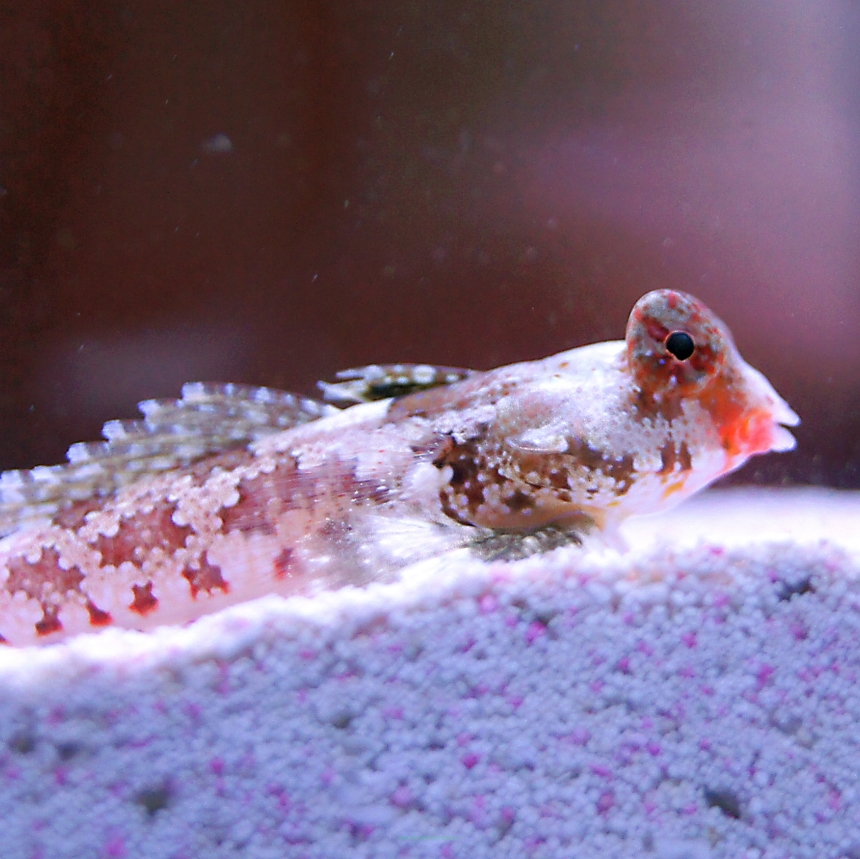 Synchoropus stellatus rozmiar 4-5 cm