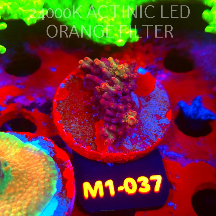 Acropora microclados CHEMICAL ROMANCE (12.06.2026) M1-037  5cm