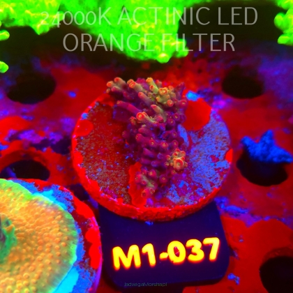 Acropora microclados CHEMICAL ROMANCE (12.06.2026) M1-037  5cm
