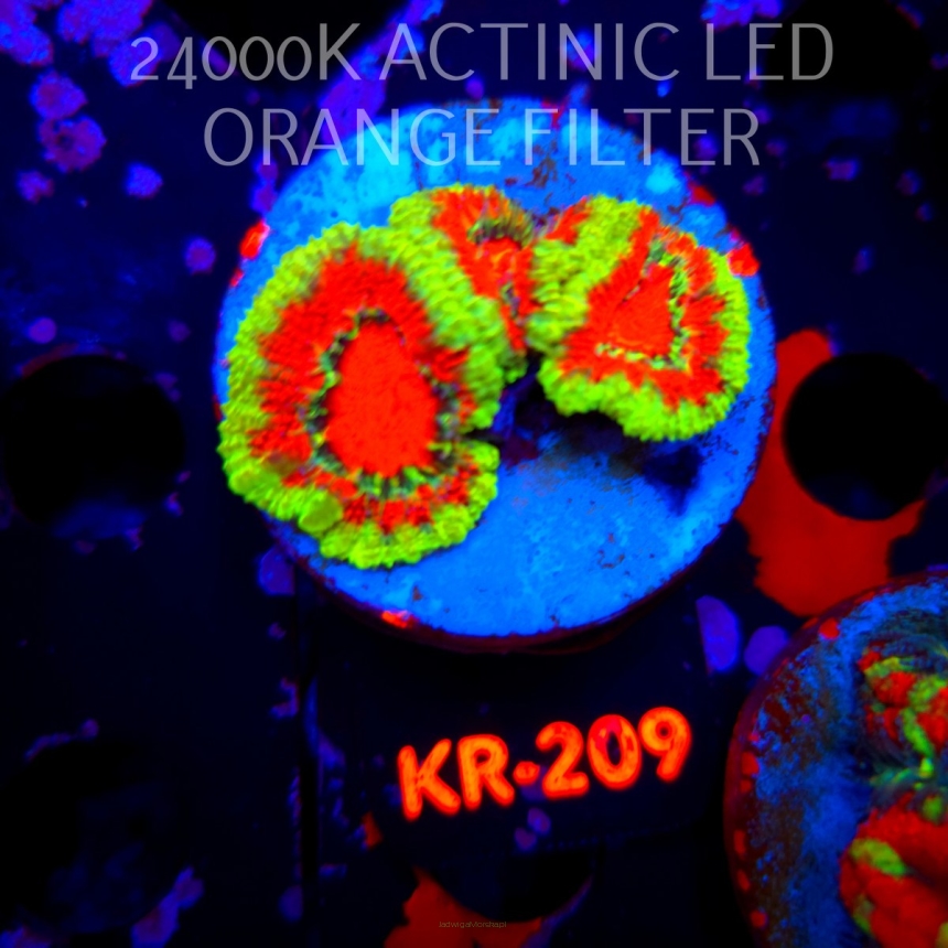 Acanthastrea lordhowensis PREMIUM ACAN (20.04.2026) KR-209  4cm