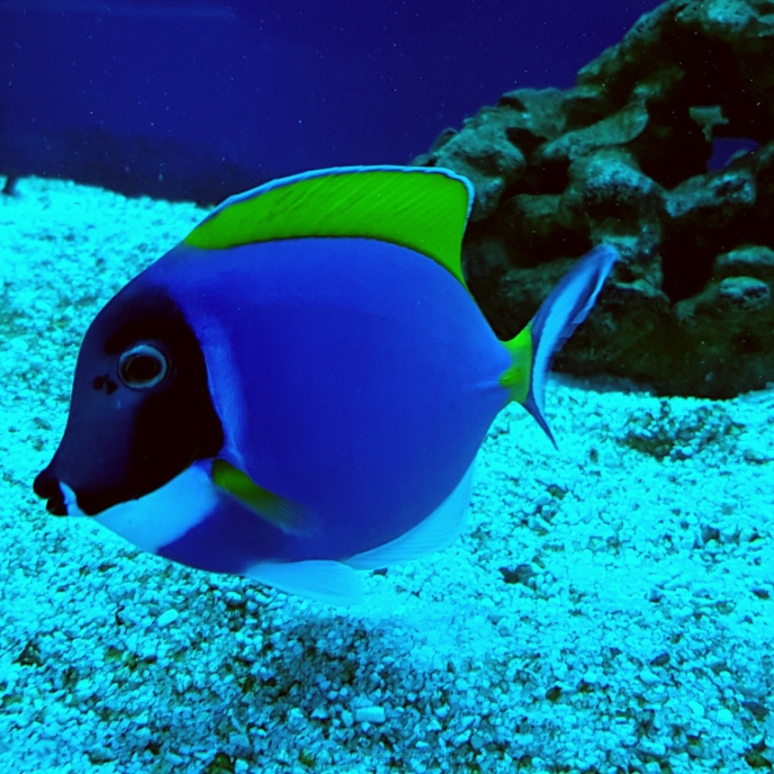 Acanthurus leucosternon (Pokolec Białobrody) rozmiar 7-9 cm