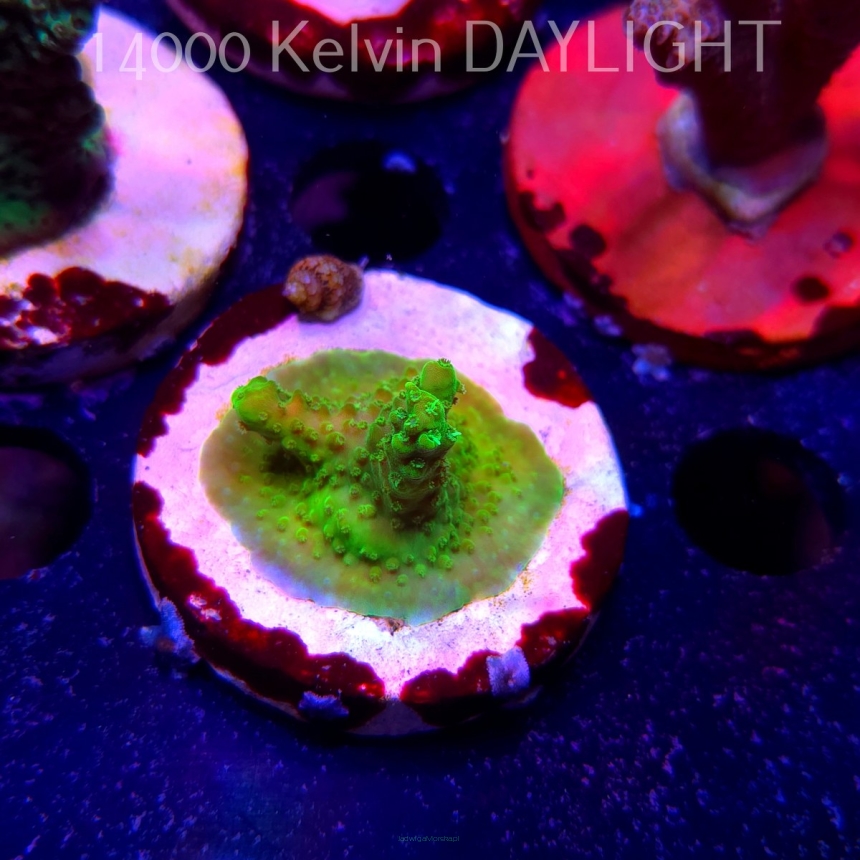 Acropora sp. AUSTRALIA (19.06.2025) L3-II-25  3cm