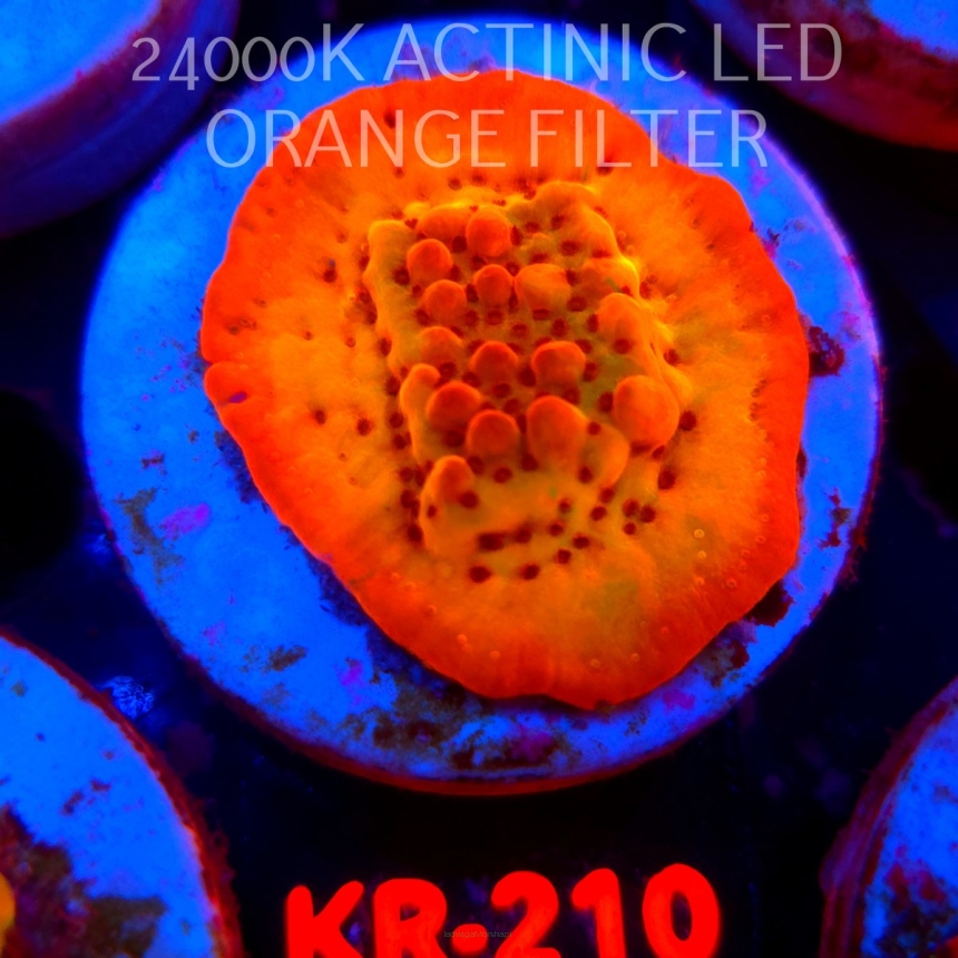 Montipora danae Jason Fox Flaming Phoenix (20.07.2026) KR-210  4cm