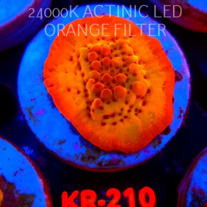 Montipora danae Jason Fox Flaming Phoenix (20.07.2026) KR-210  4cm