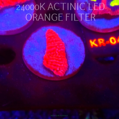 Montipora JASON FOX MEAN STREAK (21.02.2026)  5cm