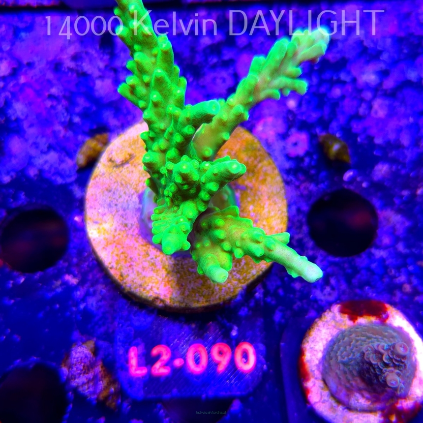 Acropora AUSTERA BANANA (18.03.2026) L2-090  8cm