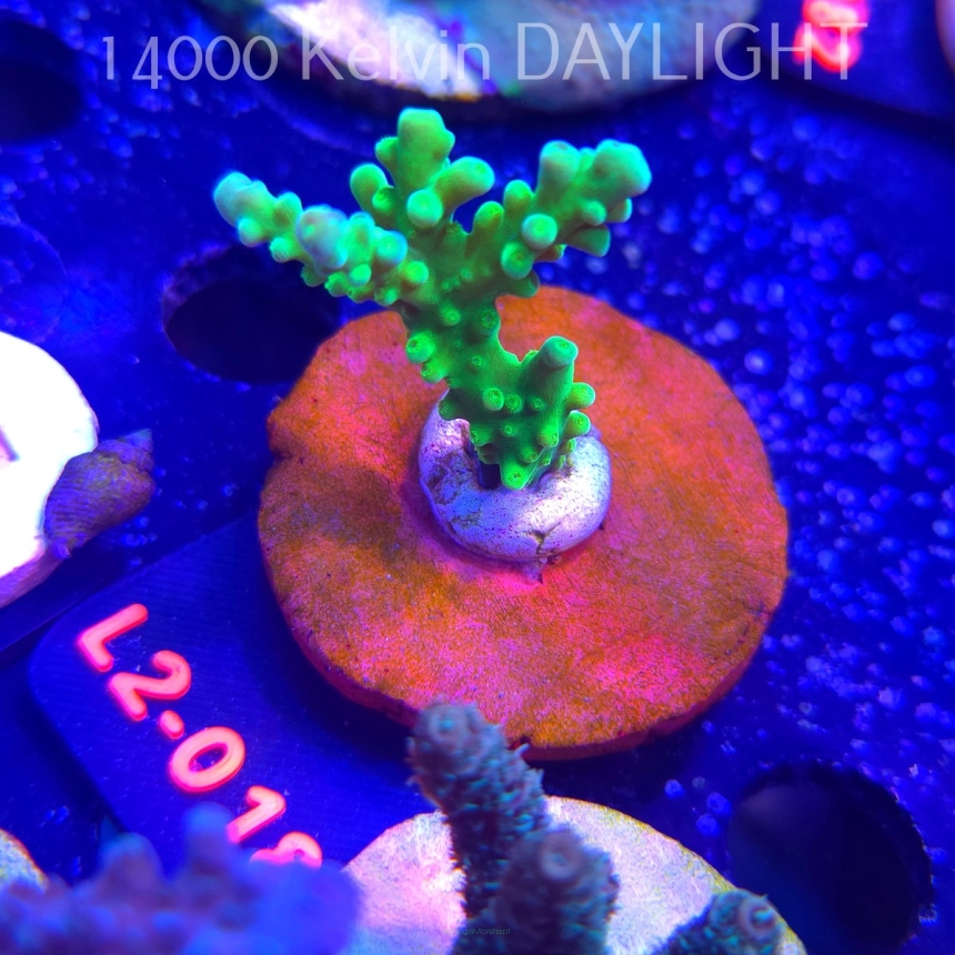 Acropora AUSTERA BANANA (14.11.2025) L2-018  6cm