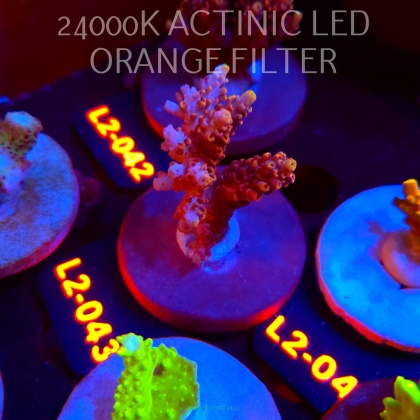 Acropora loripes JM GOLDEN DRAGON (14.08.2026) L2-043  5cm