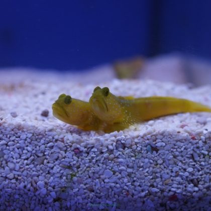 Cryptocentrus cinctus YELLOW 5-6cm (Yellow Shrimpgoby)