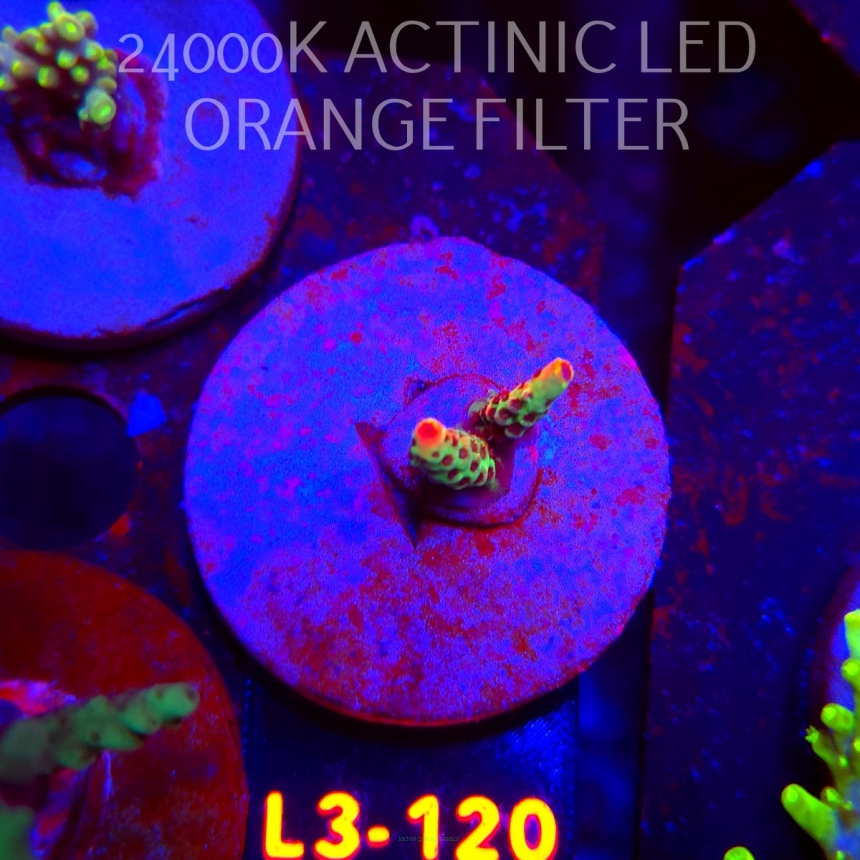 Acropora FOREST FIRE (04.01.2026) L3-120  3cm