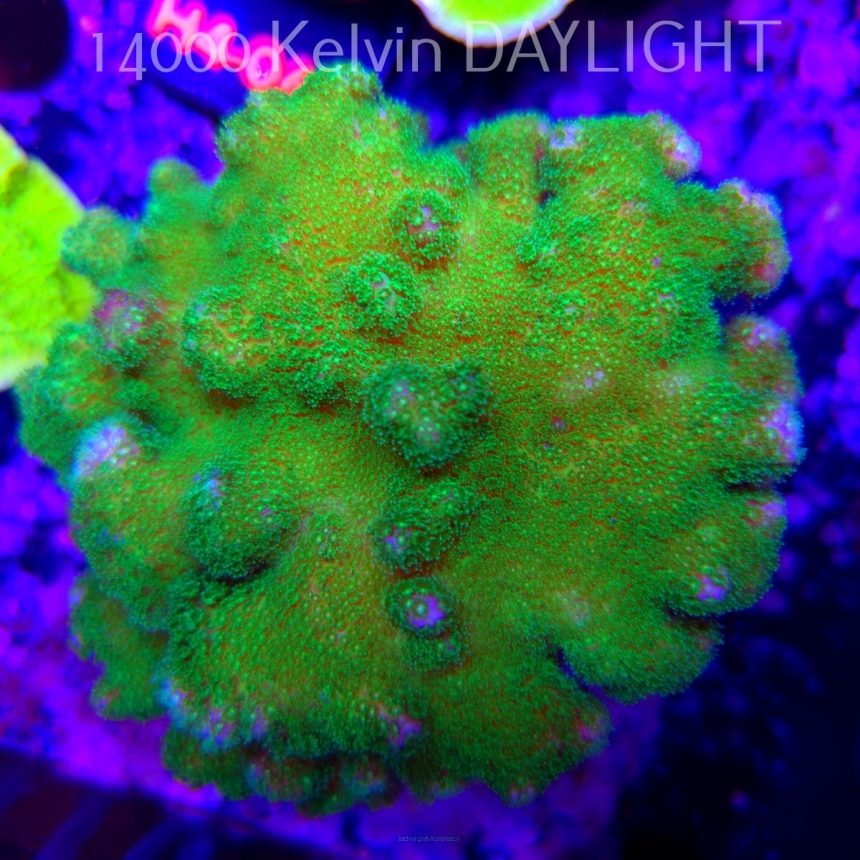 Pocillopora verrucosa YELLOW FLUO (01.06.2026) H4-  12cm